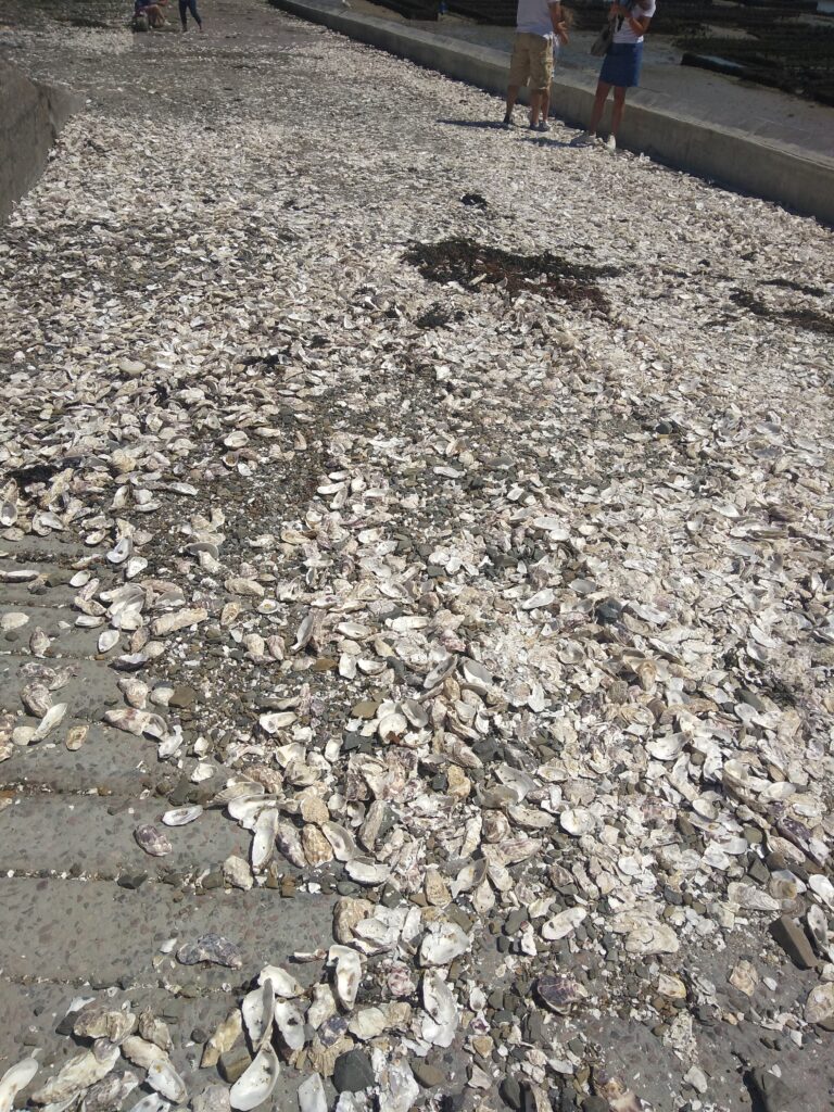 The discarded oyster shells. They are recycled and used as in the beds for new oysters to grow.