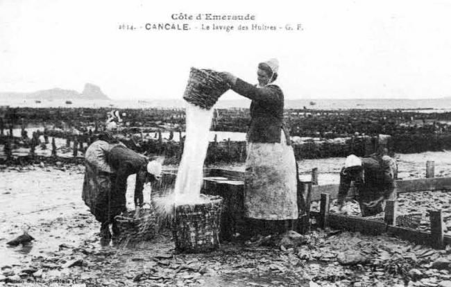 Cancale Oyster Harvesting